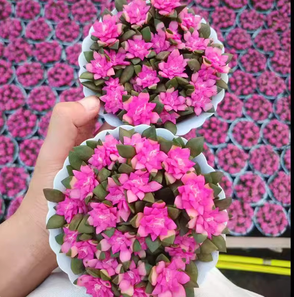 12cm 플라스틱 화분 [화분 포함으로 배송이 용이함]