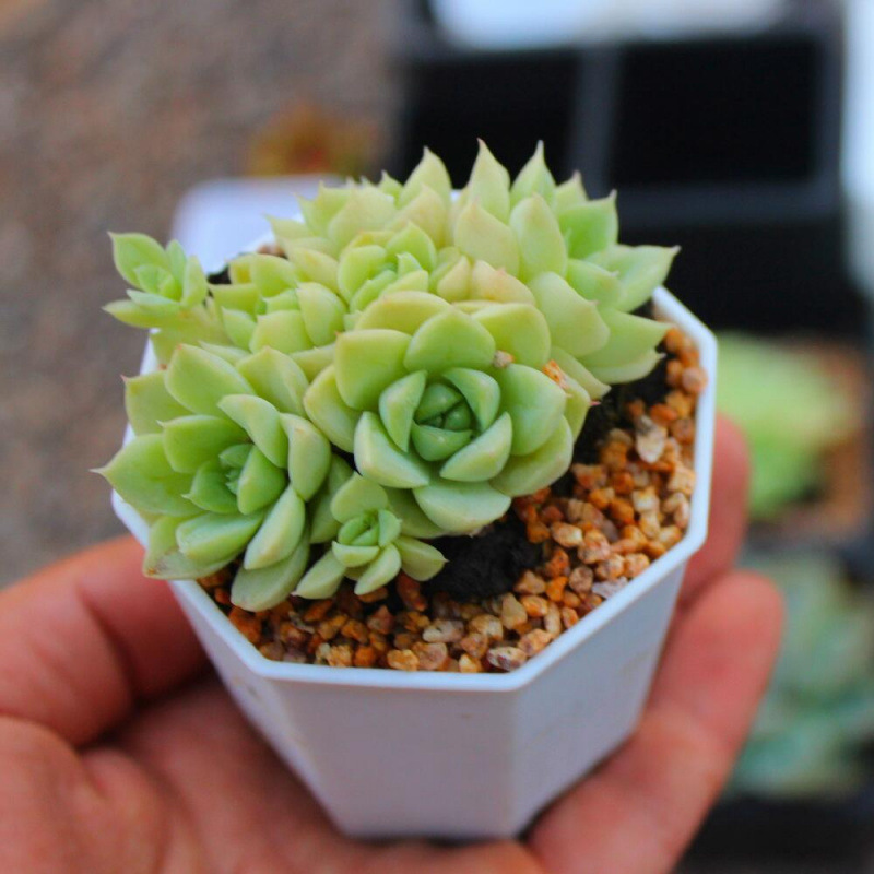 多肉植物の植木鉢、厚みのある大小の八角形の植木鉢、プラスチック卸売家庭用鉢植え葉挿し苗ポット、直販卸売|undefined