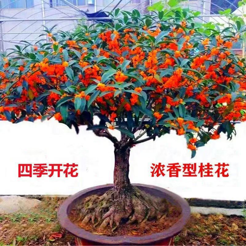 桂花树室内外金桂盆栽庭院浓香型花卉四季开花盆景丹桂绿植