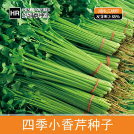 源头工厂批发四季小香芹种子小芹菜水芹种籽盆栽春秋季菜园菜种子