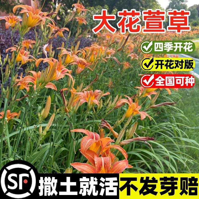 Семена многолетнего цветка деньгода в горшках, семена многолетнего золотого деньгода, семена желтого деньгода