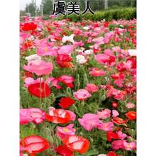 ���u�����˻��N���Ӷ����ͺ��_�����N����Ҋ���ͻ��ļ������˷N��