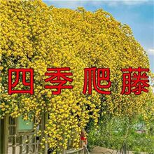 【四季开花】驱蚊木香花苗七里香爬藤植物盆栽阳台庭院攀援花卉