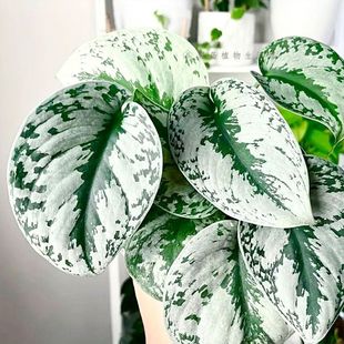 ���~�y�߸�Ғ����ԾG�}����ֲ�ﱱ�W�Lins�҃�ˮ���ļ����B