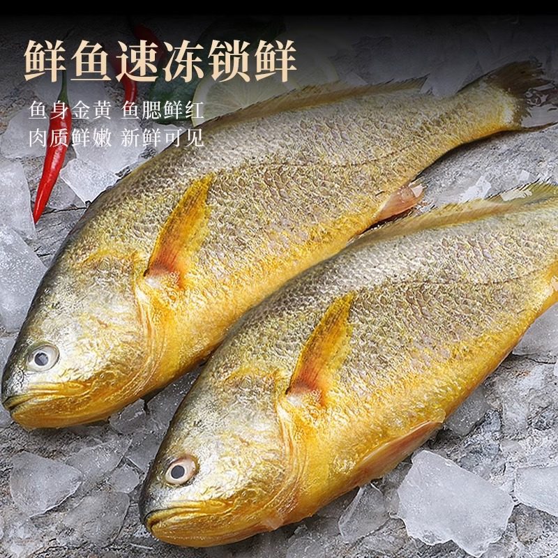 新货大黄花鱼新鲜冷冻生鲜水产海捕黄鱼海鱼宁德小黄鱼黄鱼鲞商用