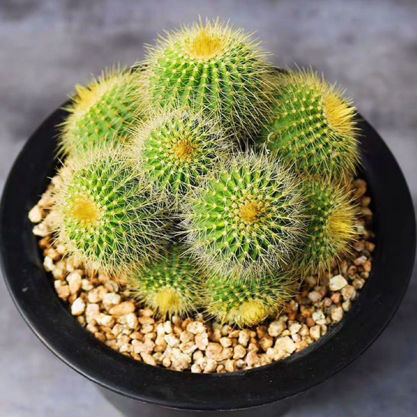 화분 흙이 있는 여러 머리의 황금 왕관 [5-8 머리]