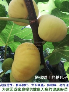 Xinjiang Early Yellow Fig Seedlings, Early-Maturing, Cold-Resistant Sugar-Heart Fig Seedlings, Can Be Planted in the South and North and Will Bear Fruit in the Same Year