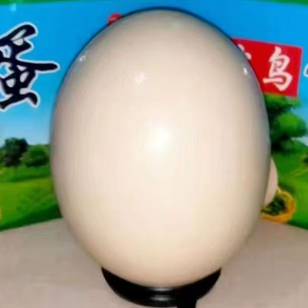 Fresh large edible ostrich eggs free-range rural farming holiday gift box nutritious healthy delicious broken guaranteed