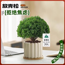 雾松盆栽小清新室内客厅放青松绿植办公室盆栽放轻松植物懒人好养