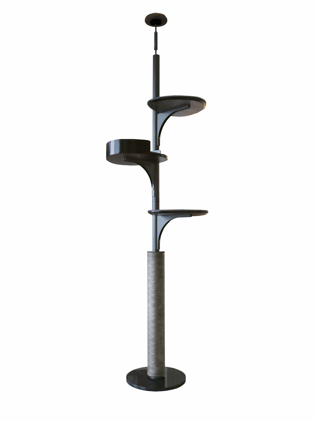 클로버(검은 호두색 높이 2.25— 2.7m )