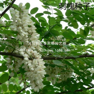 ɢ�b�̻��N�Ӱ׻��̻����㻨�����뻱���۷���ۻ������|���N��