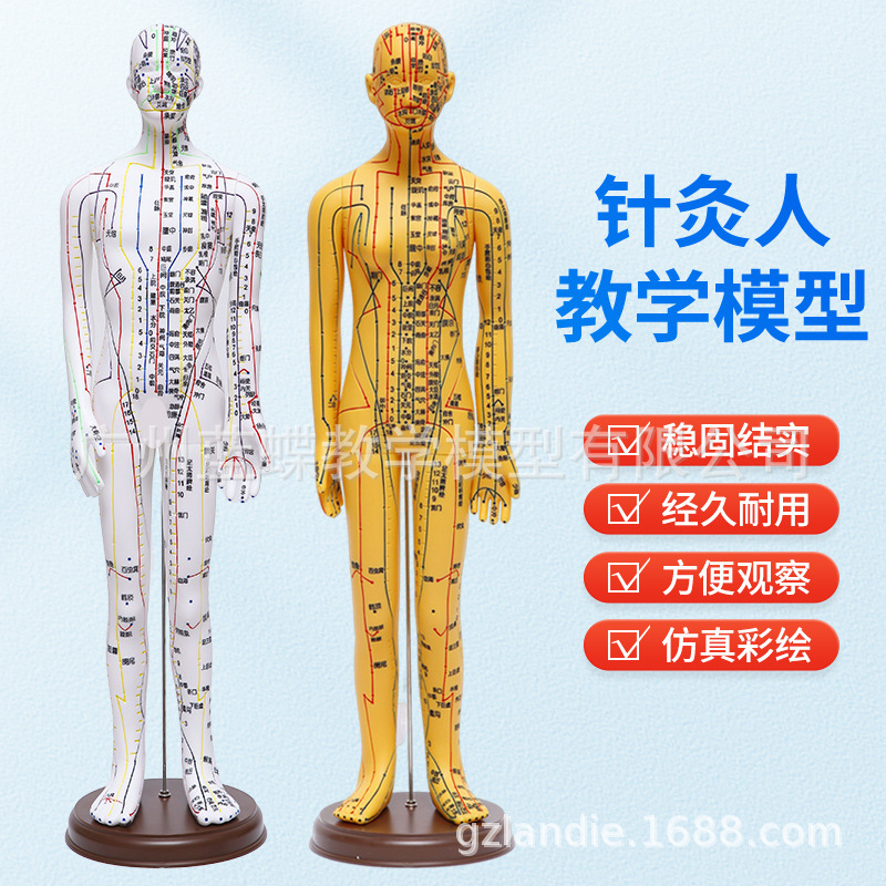 ���Ѩλ����ģ��ȫ��������ҽʮ������ͼСƤ�˹轺������ϰͭ��