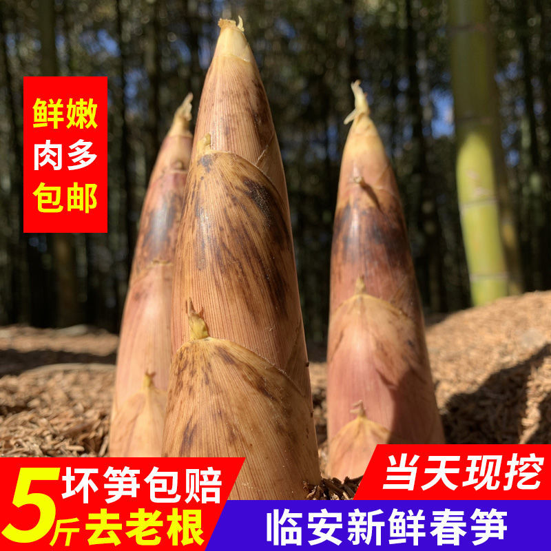 Chunsun Linan Mount Place of Origin Straight hair fresh Zhejiang Linan Bamboo shoots Manufactor wholesale Cross border