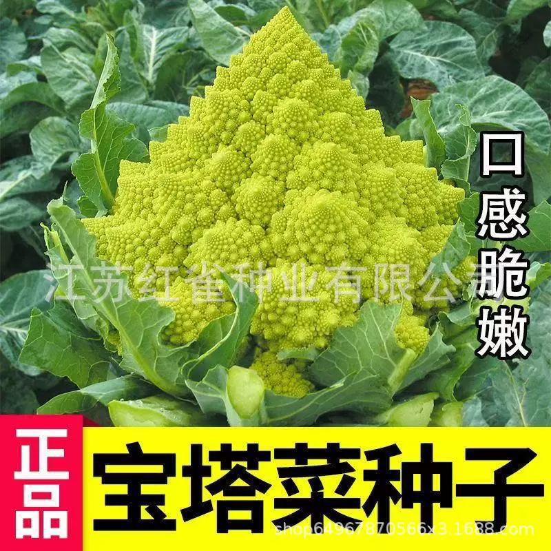 Семена брокколи, зеленая башня цветной капусты, семена брокколи, овощные семена цветной капусты в горшках для полевого двора