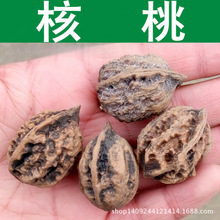 跨境种子 林木种子 山核桃种子 核桃树种子 胡桃种子 1件=1斤