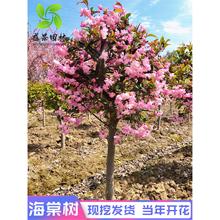 高杆海棠树苗盆栽西府海棠树垂丝海棠花苗北美海棠庭院大型风景树