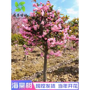 �ߗU���Ę��������������Ę䴹�z���Ļ��籱������ͥԺ�����L����