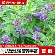 ϻޣļ~ѷNֲݷNoʳֲ߮a