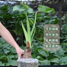 滴水观音盆栽室内生态绿植大叶除某醛大型植物易活客厅摆放可水培