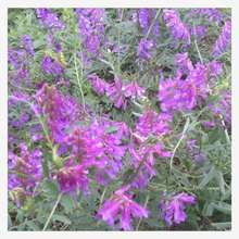 @GʷNӹ~ϻLëҰ㶹ëBԴֲݲ