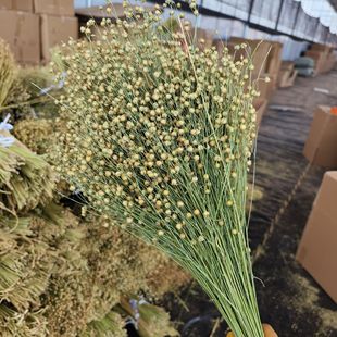 Whole piece of acacia bean dried flower floral arrangement primary color acia bean Yunnan factory straight hair free shipping living room ornaments