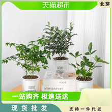 绿植盆栽胡椒木七叶莲小幸福树好养活室内植物