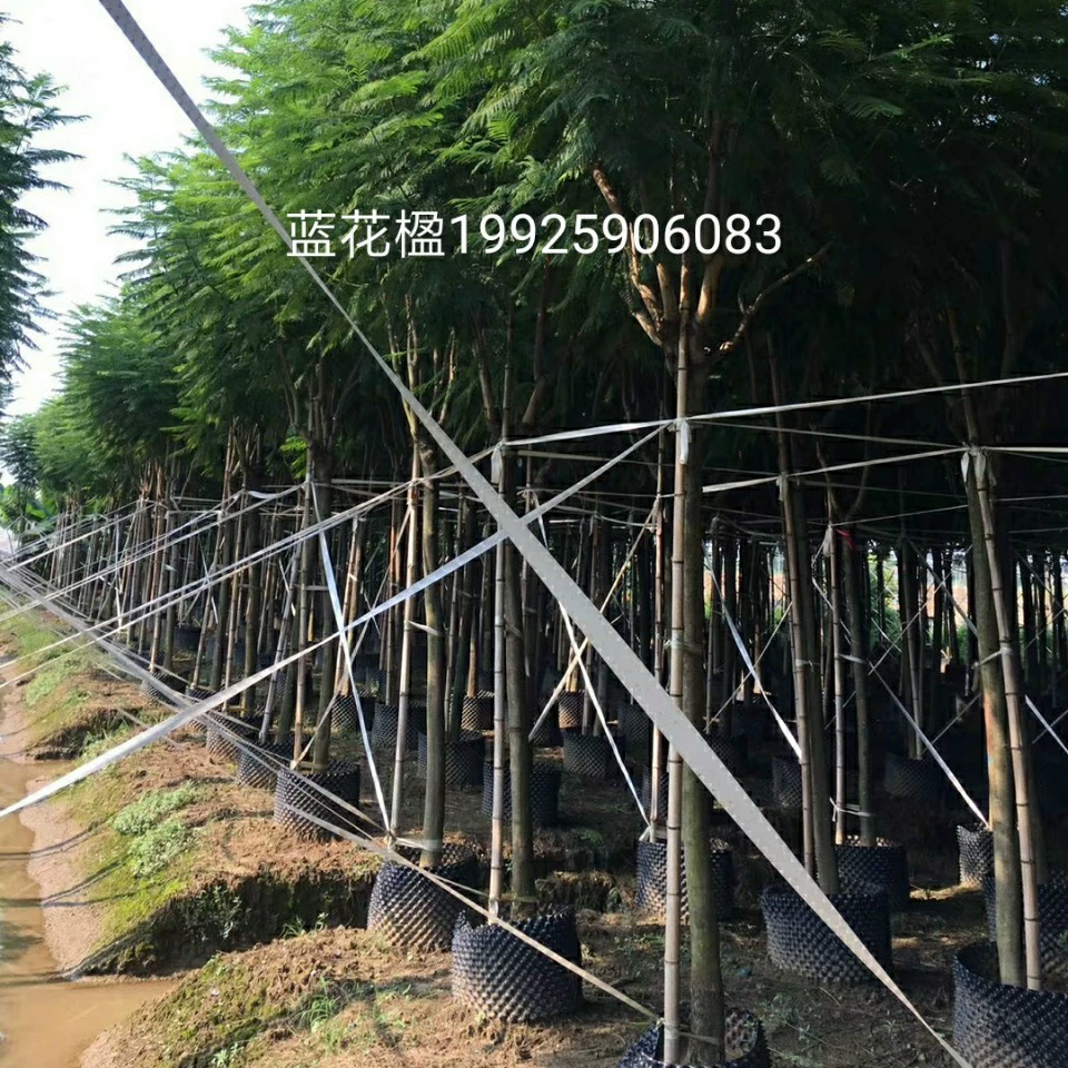 Поставка синего цветочного дерева 8-10 см искусственно посаженных саженцев синего тумана