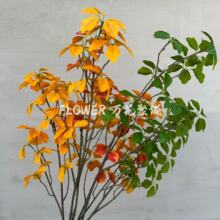 �¿�����ľ�ߙnɭϵ����Gֲ��Y���b���廨Ī�λ��@�����쾰