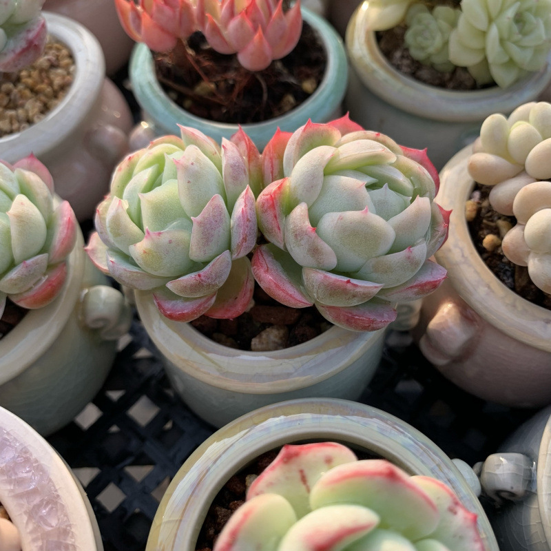 小さな多肉植物、超かわいい、貴重で希少な親指鉢、ミニ鉢植え、鉢付き多肉植物鉢植え、小さな古い支柱|undefined