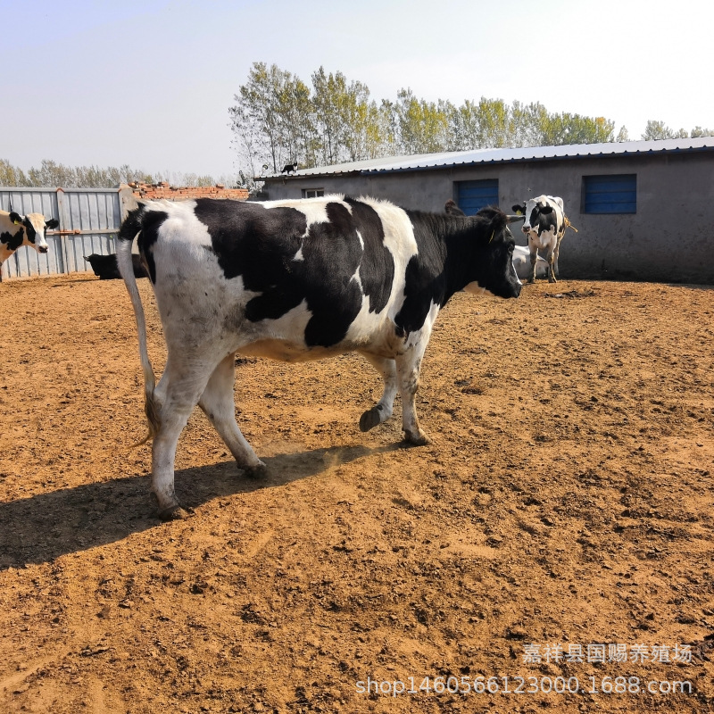 奶牛养殖场改良架子牛养殖 西门塔尔小牛犊 荷斯坦奶牛养殖场