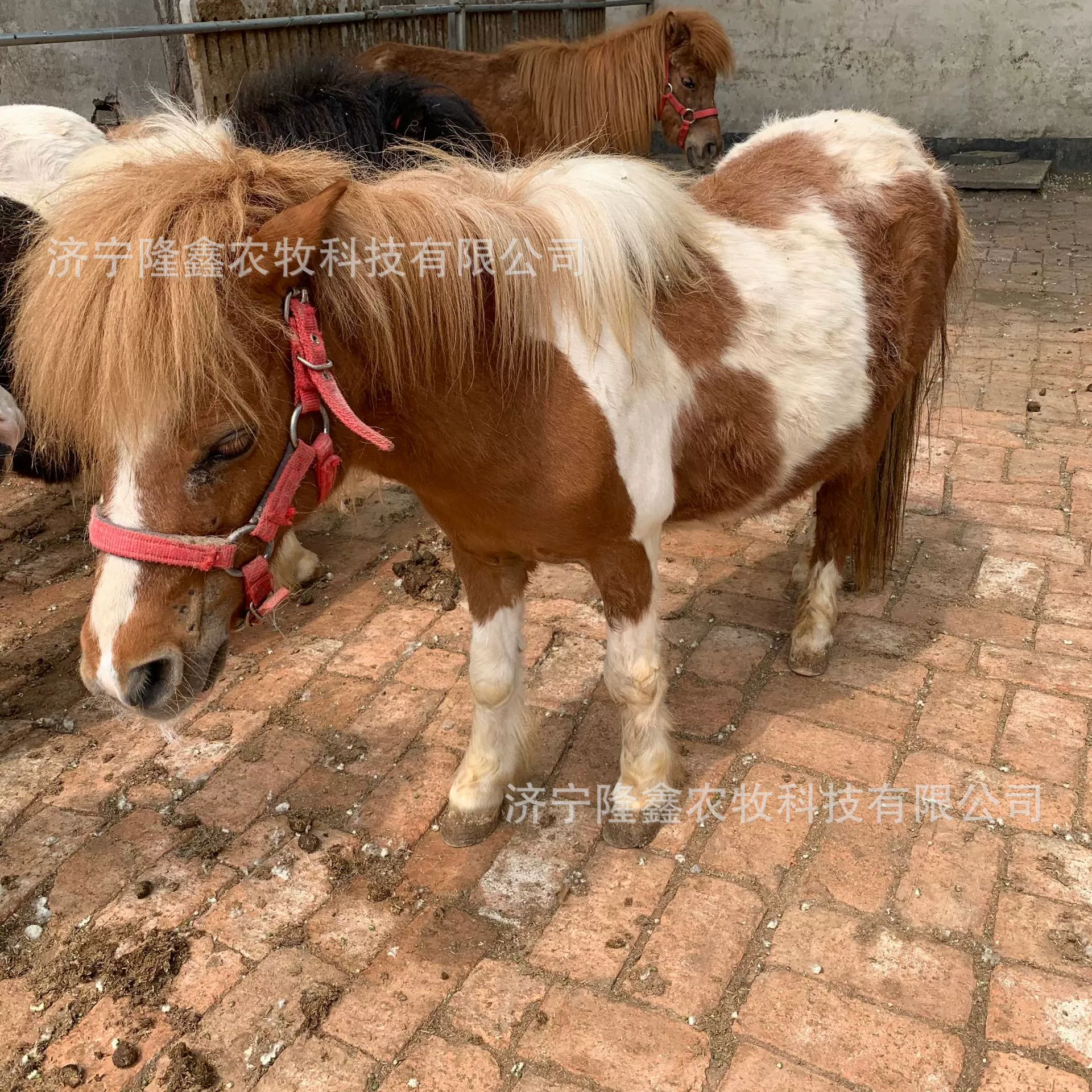 Сколько можно ездить на пони