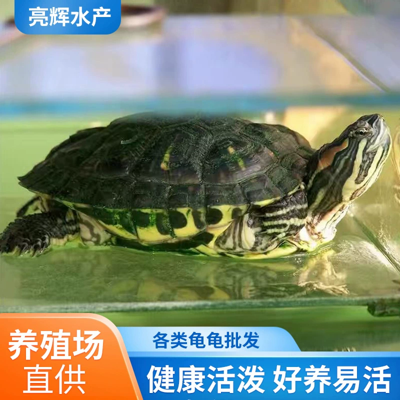 Бразильская черепаха, ферма живых животных, оптовая продажа, декоративная живая черепаха для домашних животных, бразильская черепаха, детеныш черепахи, бразильская черепаха, черепаха, рассада
