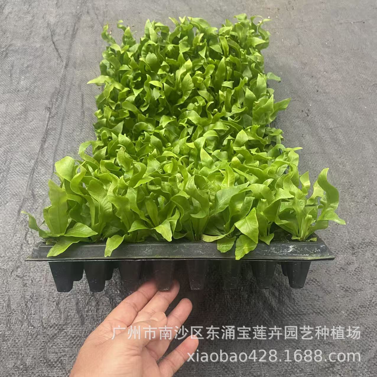 9b60819a82692ffccb1ba720110249