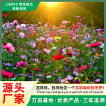 厂家直销生态修复野花组合花卉种子四季易种混播生态修复绿化用