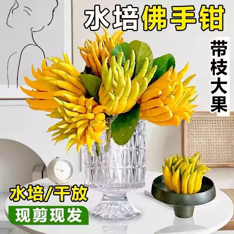 Fresh Bergamot Fruit for Offering, Fragrance Cultivation, Edible Large Fruit, Fresh Fruit for Decoration, Freshly Picked Bergamot for Natural Aromatherapy Fresh Bergamot Fruit for Offering, Fragrance Cultivation, Edible Large Fruit, Fresh Fruit for Decoration, Freshly Picked Bergamot for Natural Aromatherapy