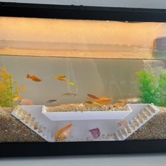 クロスボーダー新型水族館双孔観魚洞窟トンネル魚エビ隠れ室水槽装飾水槽造景