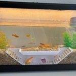 跨境新款水族馆双孔观鱼洞穴隧道鱼虾躲藏室水族箱装饰鱼缸造景