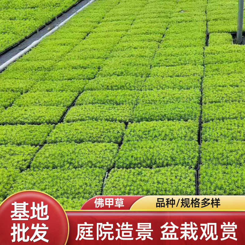 庭院种植佛甲草花园工程屋顶绿化金叶佛甲草草坪绿化国庆十一花展