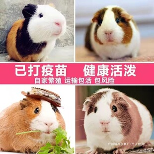 ���m����������������̺��i���m�i���m�������ò�����ﷱֳ��