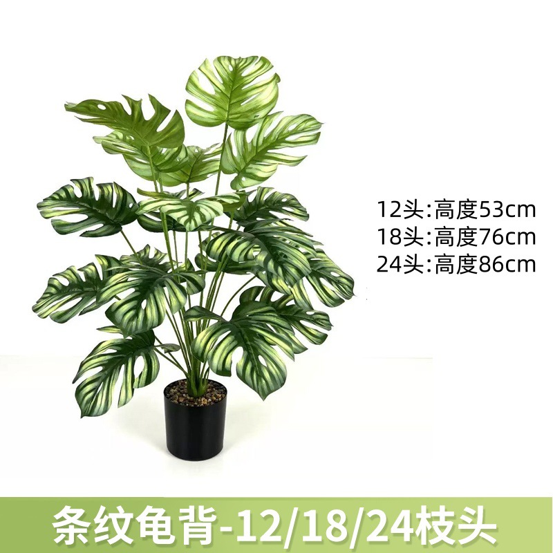 条纹龟背 / 12叶高约63cm【不带黑盆】