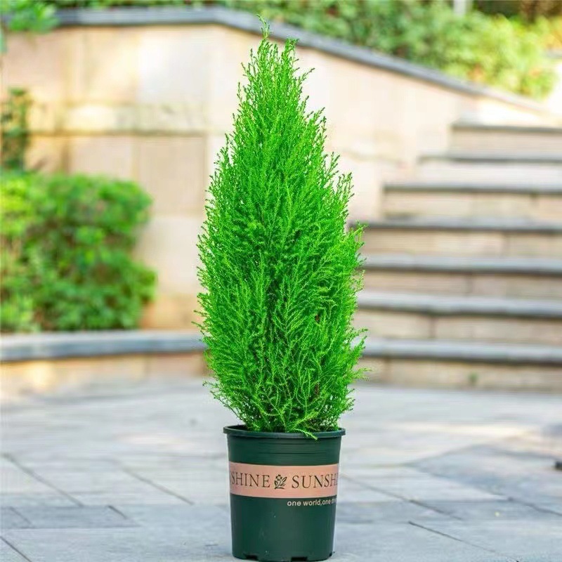 香冠柏小香松盆栽植物圣诞树盆景四季绿植办公室内好养香柏香味