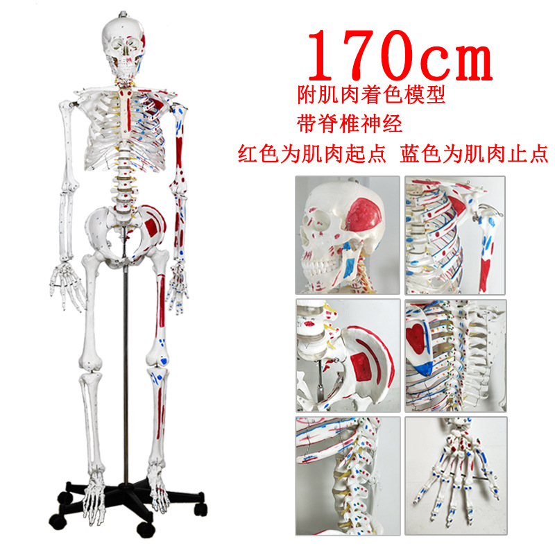 Physiological realistic removable skeleton, medicine toy, human bone