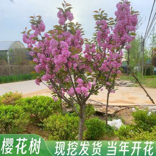 Tall Cherry Blossom Saplings Potted Cherry Blossom Seedlings Japanese Grafted Cherry Blossom Trees House Courtyard Large Cold-Resistant Landscape Trees