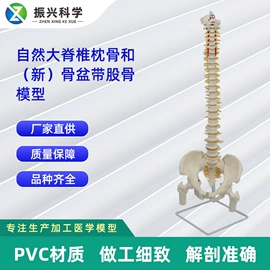 医药教学器材;教学演示用品