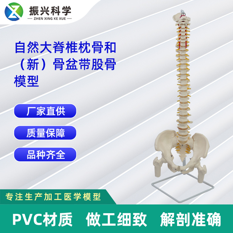 自然大脊椎枕骨和（新）骨盆带股骨模型 人体脊椎模型