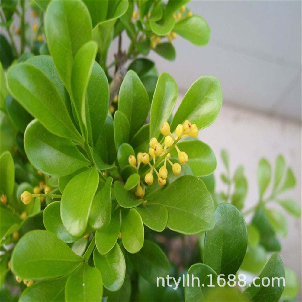 香水米兰盆栽香味浓郁的花常年很香室内植物花卉四季开花不断绿植-阿里巴巴
