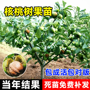 ���Ҙ����޽ӱ�����Ƥ�����������ϱ����NֲͥԺ���䮔��Y��