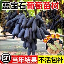 葡萄树苖阳光玫瑰蓝宝石盆栽晴王爬藤南方北方种植巨峰无核葡萄苗