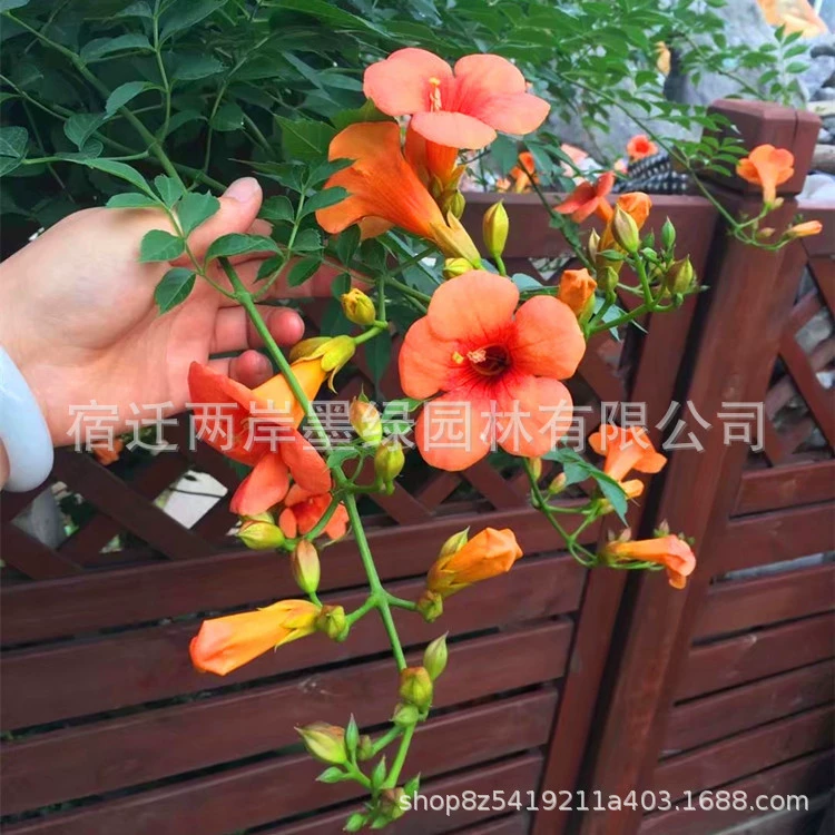 Крытый и открытый Труба Лиана Вьющиеся цветы в горшках старый ворс Вилла двор озеленение вьющиеся растения Four Seasons цветение