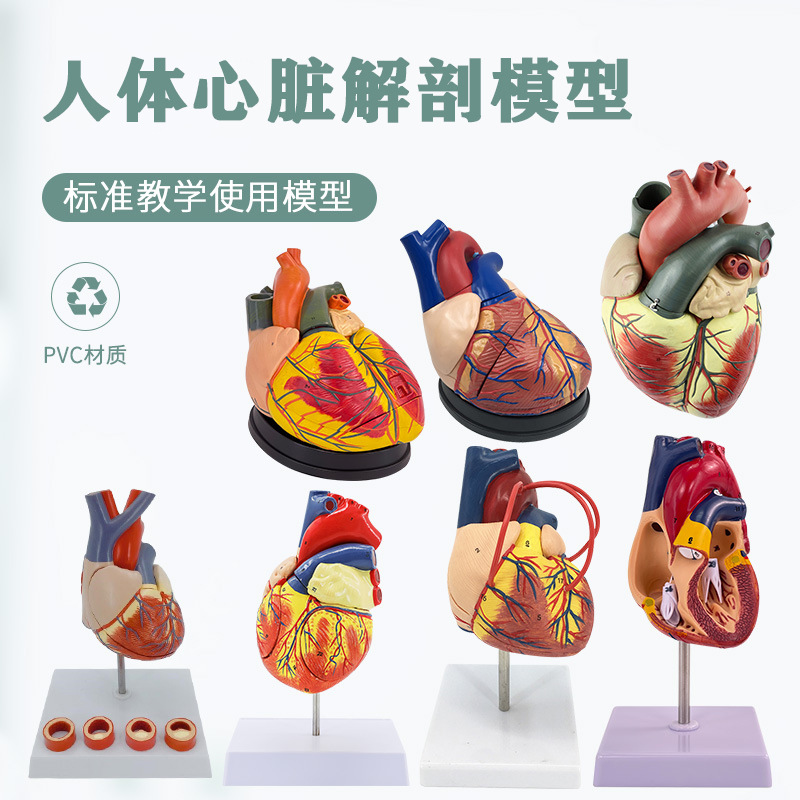 Physiological medicine heart